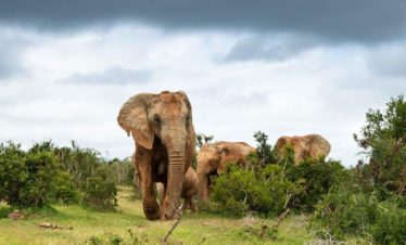 6-Day Amboseli, Lake Naivasha and Mara – Luxury