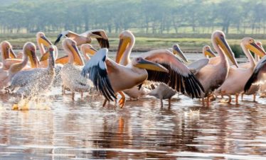1-Day Great Rift Valley Walking Adventure and Wildlife