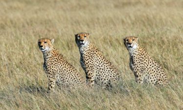 8-Day Classic Nature & Wildlife Safari