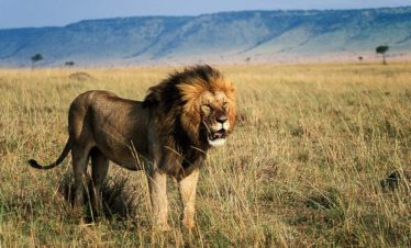 9-Day Kenya Luxury Safari