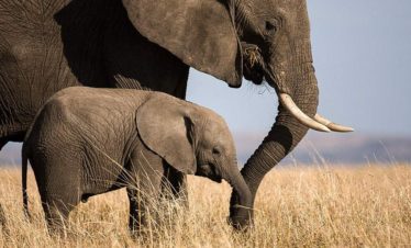 6-Day Amboseli, Tsavo & Diani Beach