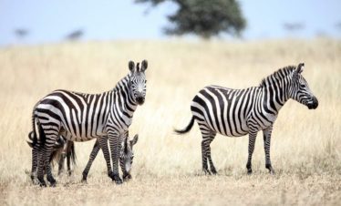 8-Day Luxury Honeymoon Tour Nairobi+Masai Mara+Mombasa