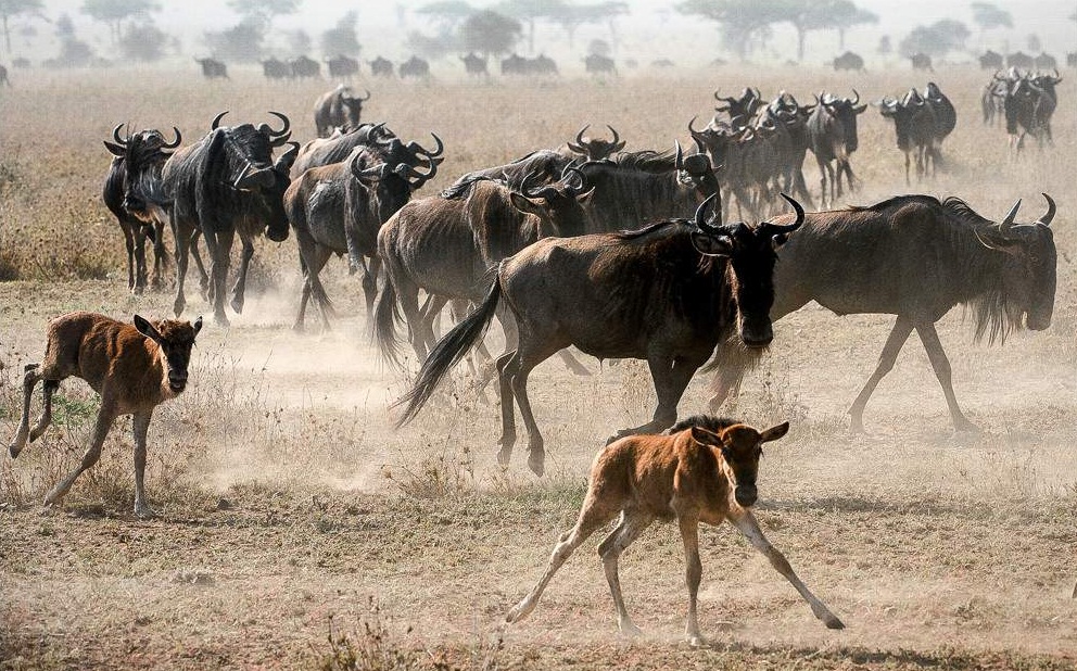 Masai Mara National Reserve - Image 4