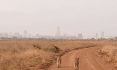 safari Nairobi National Park