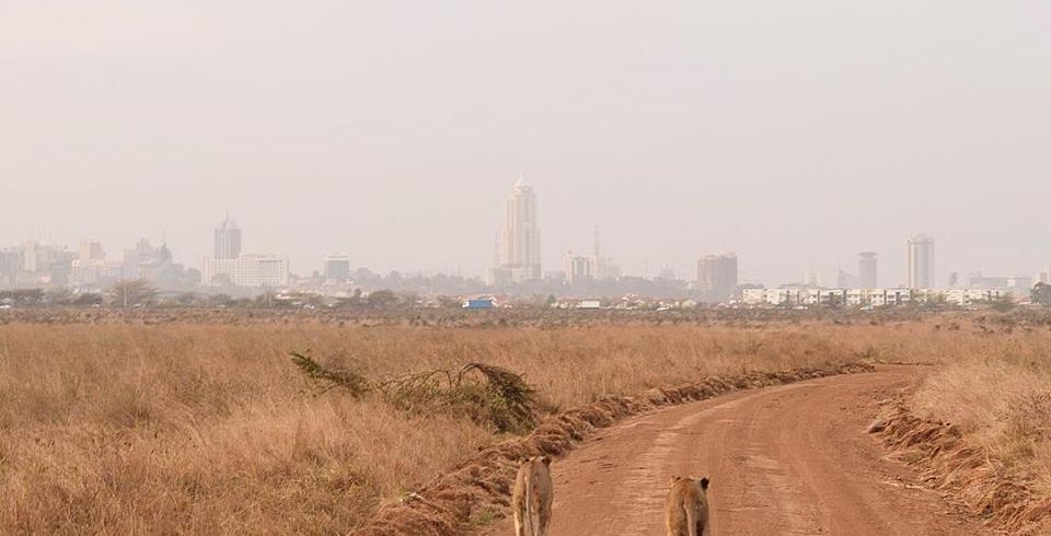 safari Nairobi National Park