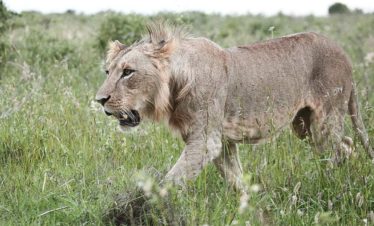 6-Day Maasai Mara & Naboisho Conservancy Fly Package