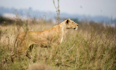 1-Day Nairobi National Park and Elephant Orphanage