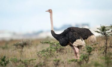 1-Day Nairobi National Park-Baby Elephant-Girrafe Center