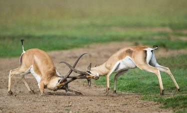 4-Day Bush to Beach Standard Luxury Safari