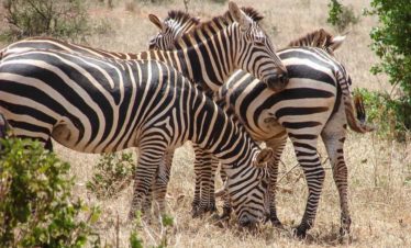 3-Day The Hot Spots of Tsavo