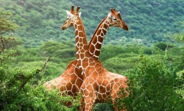 1-Day Nairobi City Tour and Excursion
