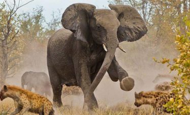 3-Day Meru National Park Fly-in Safari