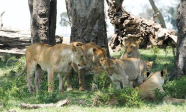 10-Day Family Private Safari