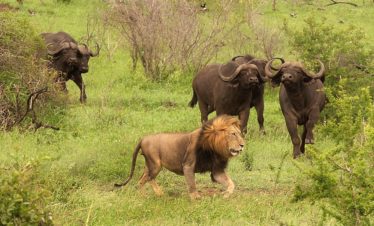 4-Day Wildlife & Beach Holiday