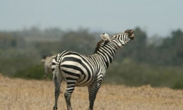4-Day Wild Walking Safari in Laikipia Kenya
