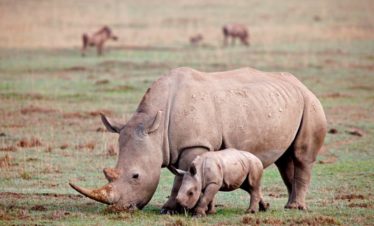 4-Day Classic Luxury Masai Mara Safari Offer