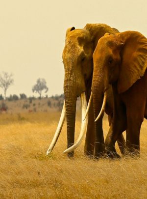 wildlife safari