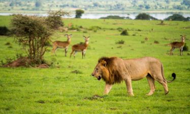 6-Day Kenya Wildlife Safari Tour Special Offer 2022