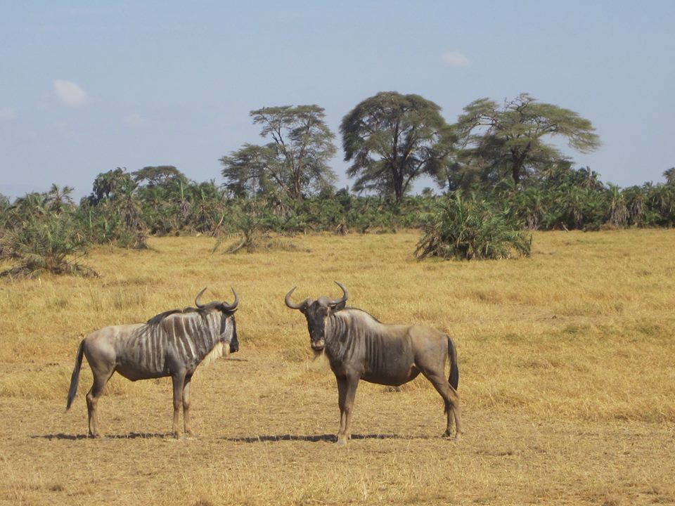 Amboseli National Park - Image 4