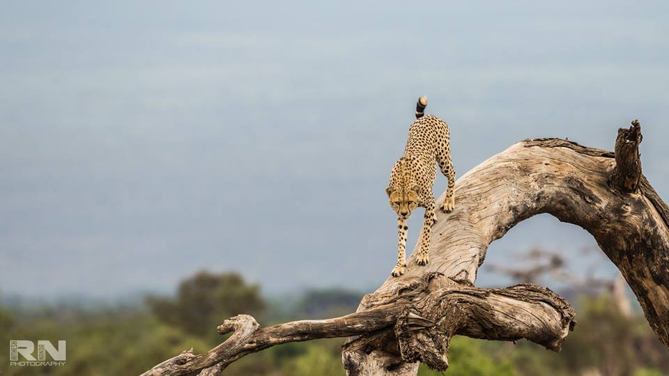 Amboseli National Park - Image 3
