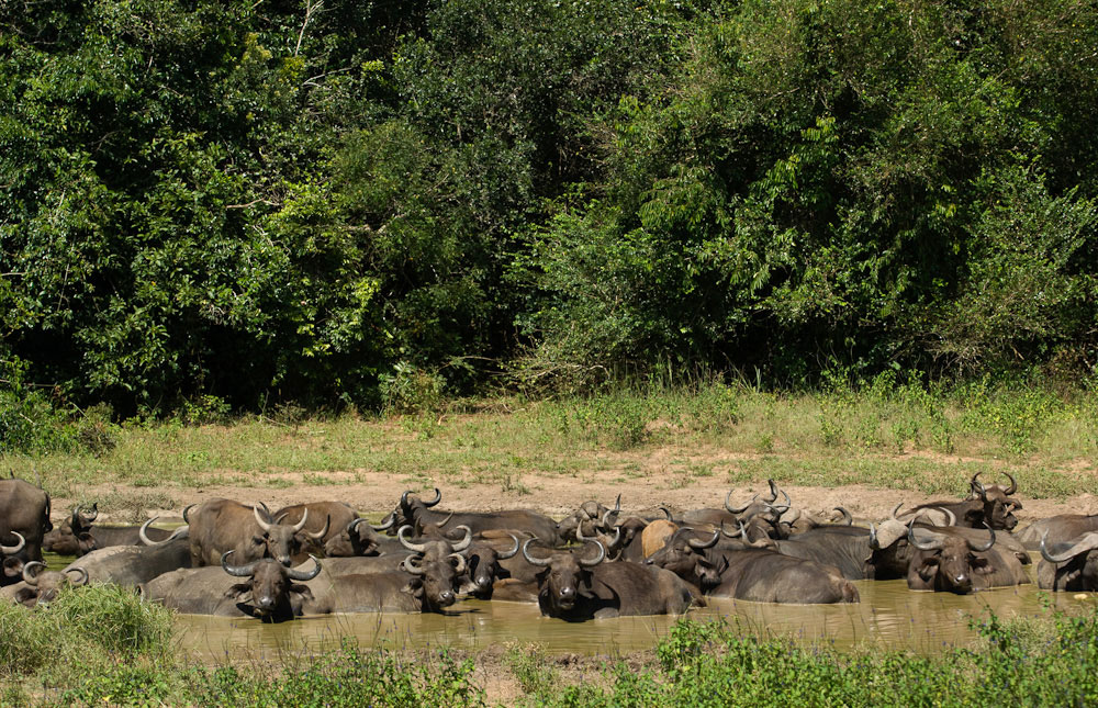 Arabuko Sokoke Forest Reserve - Image 5