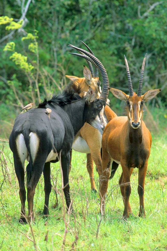 Arabuko Sokoke Forest Reserve