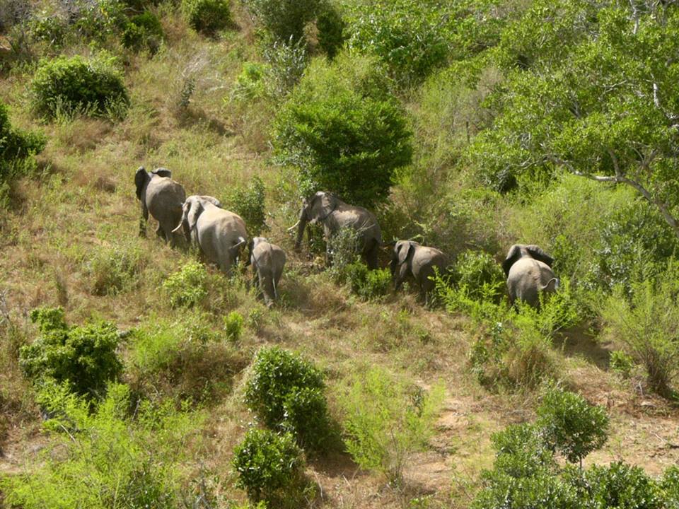 Arabuko Sokoke Forest Reserve - Image 6