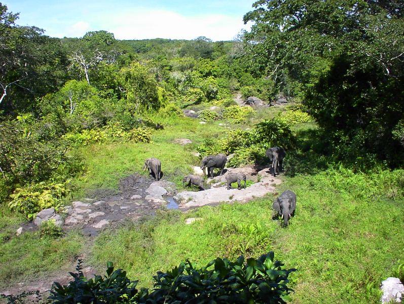 Arabuko Sokoke Forest Reserve - Image 2