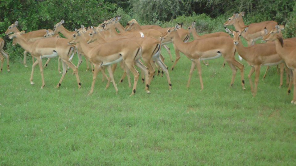 Arabuko Sokoke Forest Reserve - Image 7