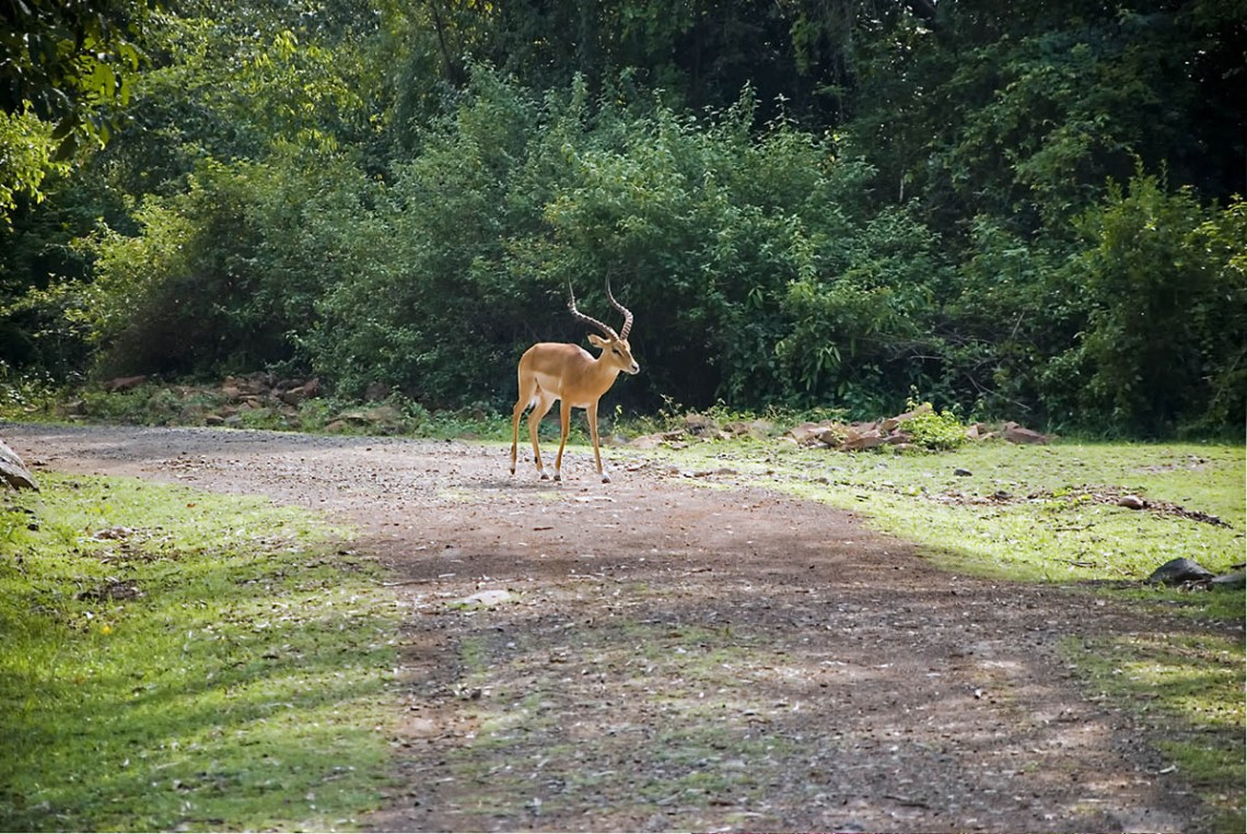 Arabuko Sokoke Forest Reserve - Image 4