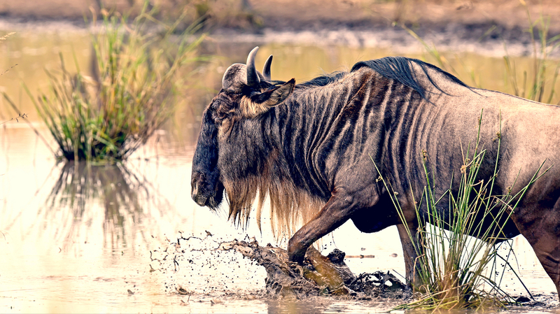Arawale National Reserve - Image 6