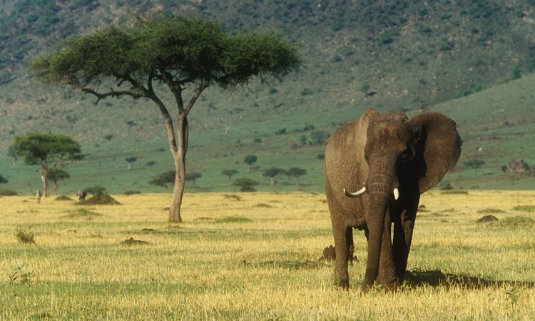 Arawale National Reserve - Image 5