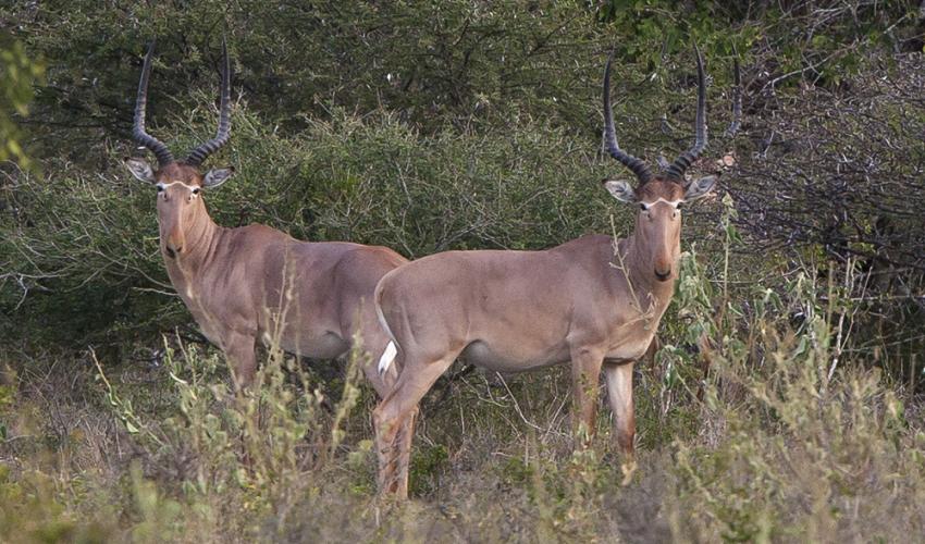 Arawale National Reserve - Image 4