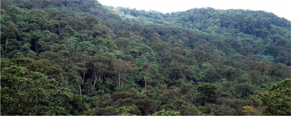 Cherangani Hills Forest