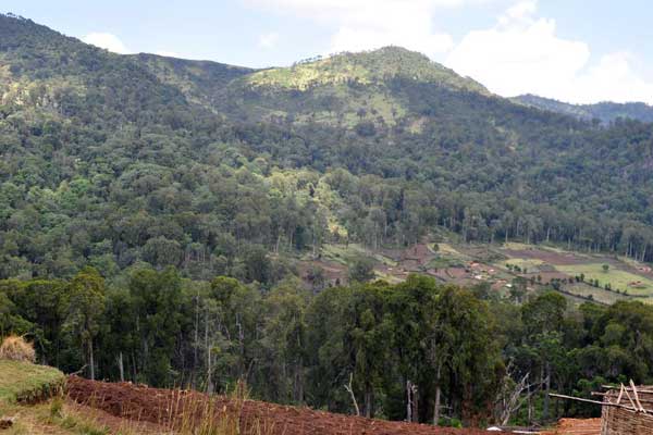 Cherangani Hills Forest - Image 3