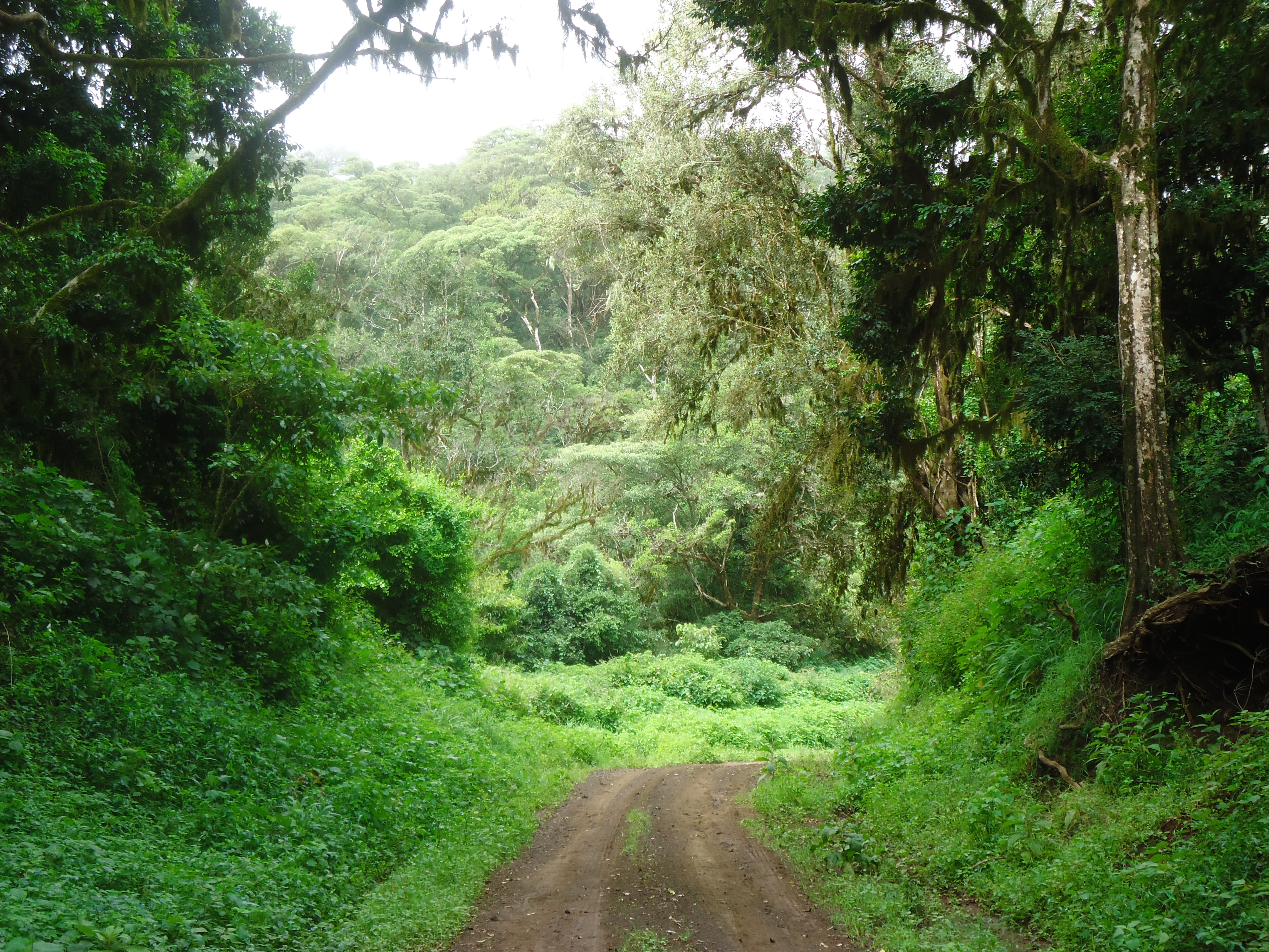 Cherangani Hills Forest - Image 4