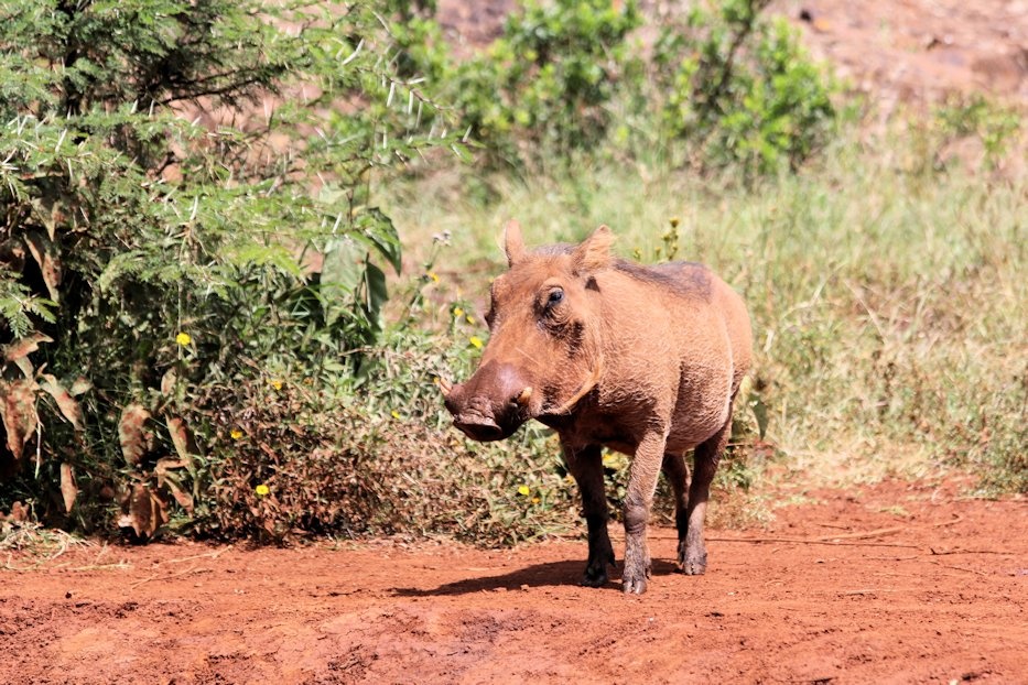 David Sheldrick Wildlife Trust - Image 6