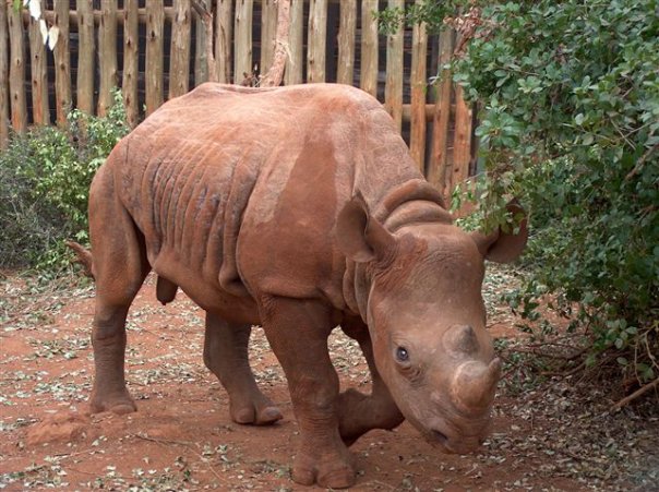 David Sheldrick Wildlife Trust - Image 5