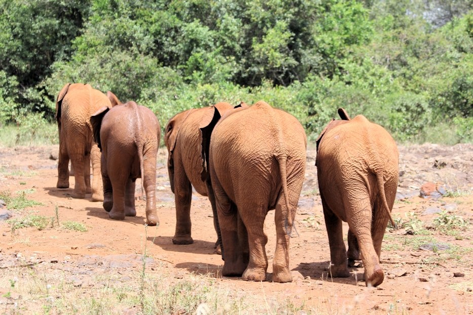 David Sheldrick Wildlife Trust - Image 3