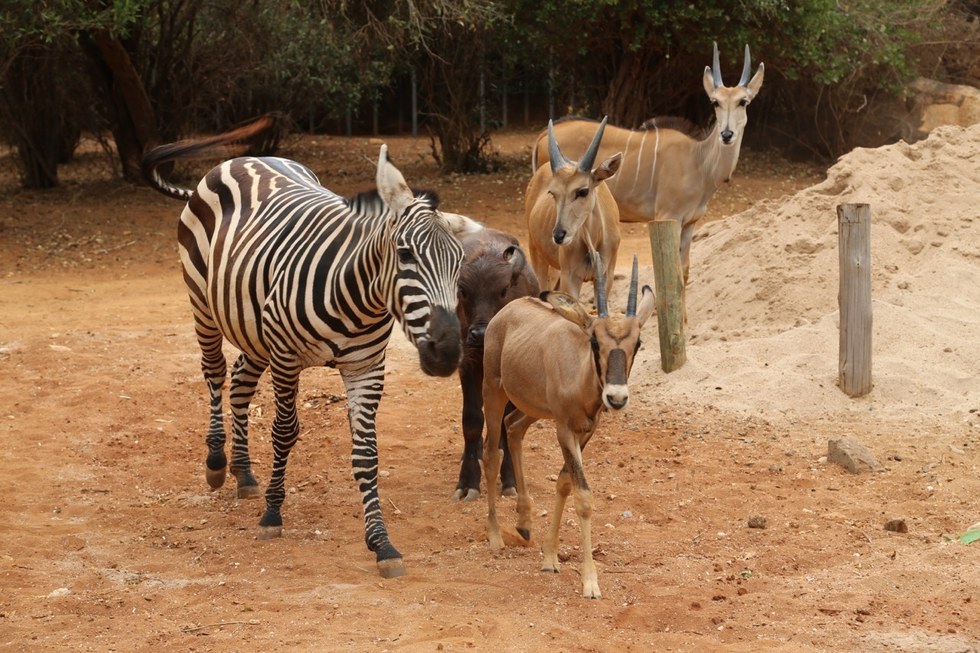 David Sheldrick Wildlife Trust - Image 2