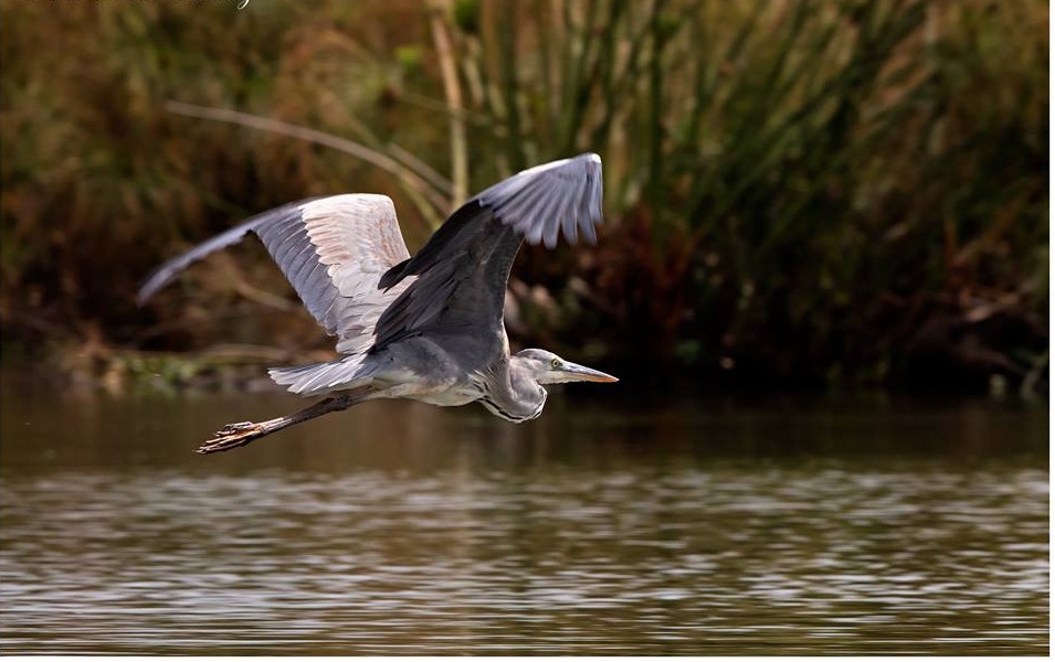 Elsamere Nature Reserve - Image 2