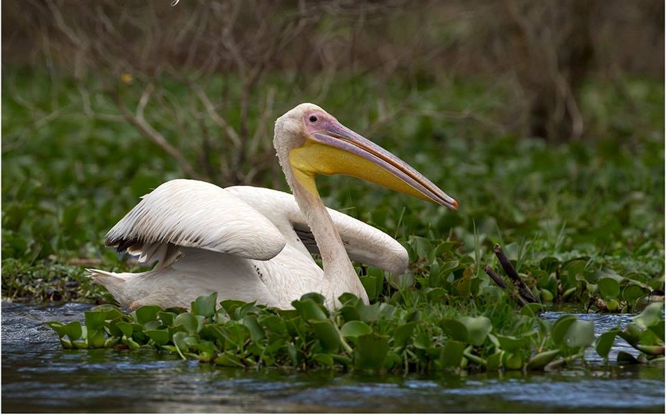 Elsamere Nature Reserve - Image 3