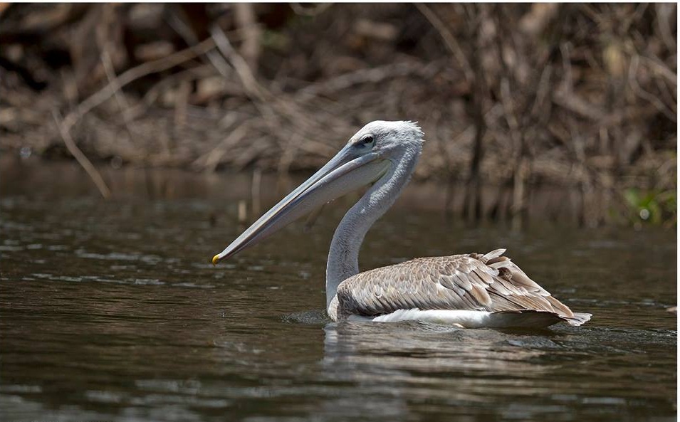 Elsamere Nature Reserve - Image 4