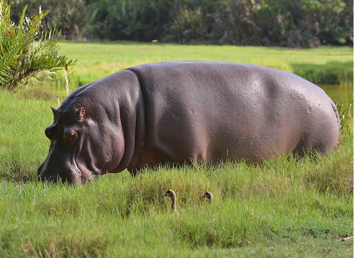Haller Wildlife Park