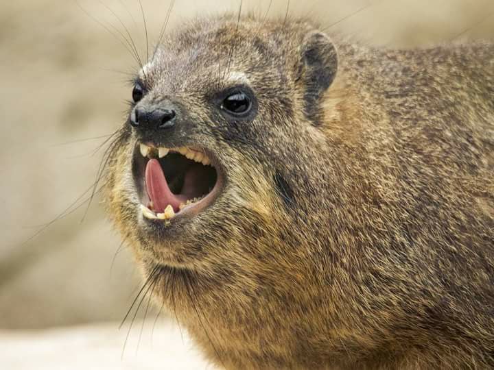 Hyrax Hill Museum