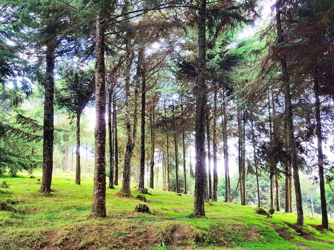 Kereita Forest