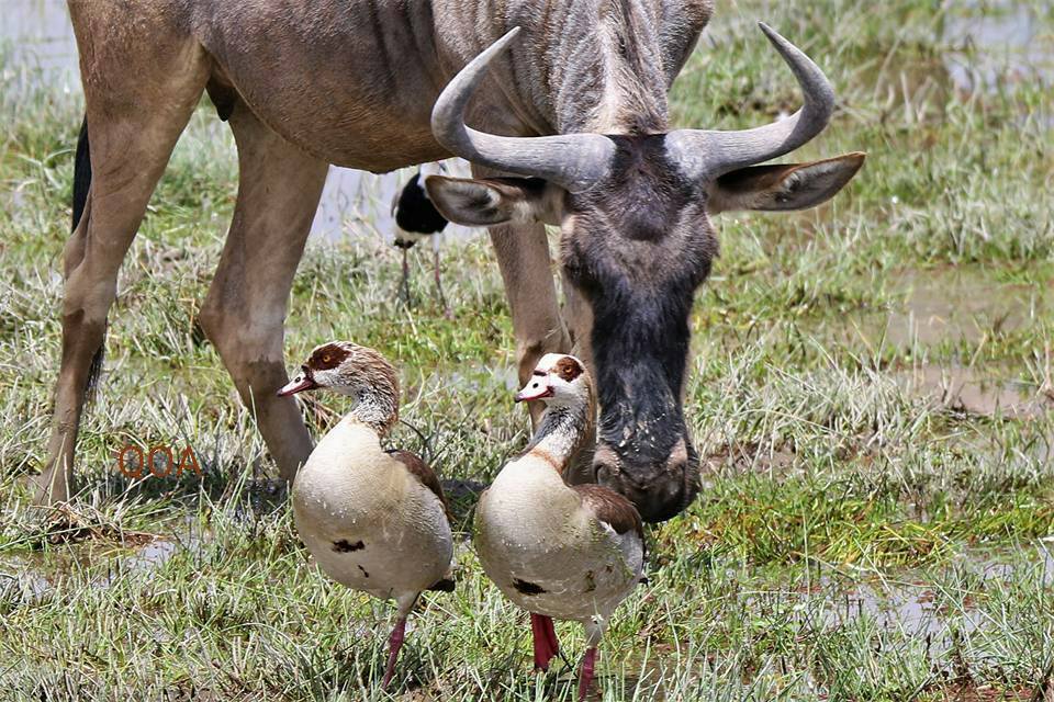 Kigio Wildlife Conservancy - Image 2