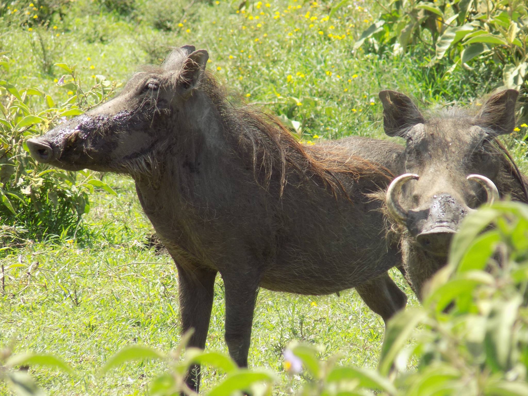 Kigio Wildlife Conservancy - Image 7