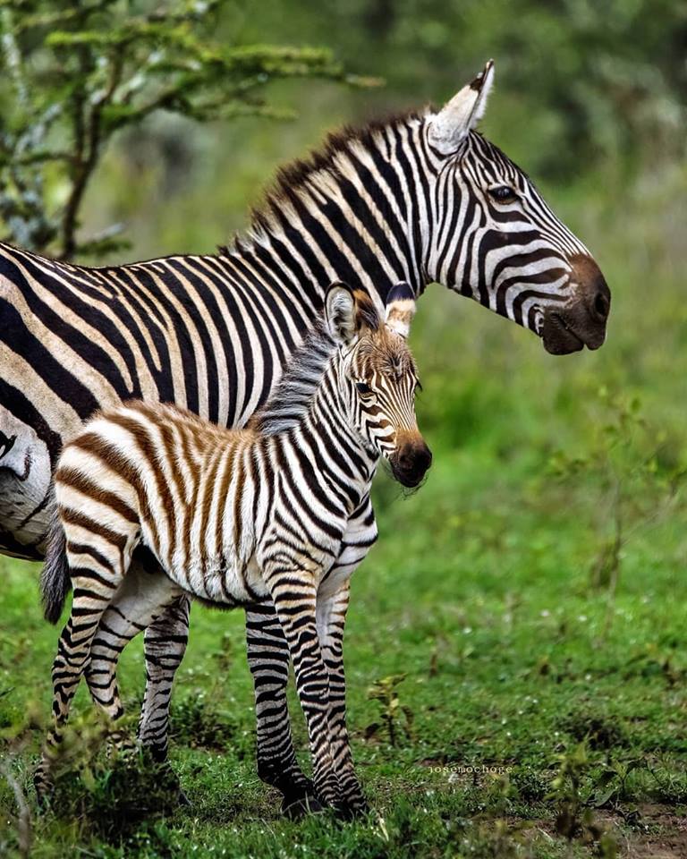 Kigio Wildlife Conservancy - Image 6