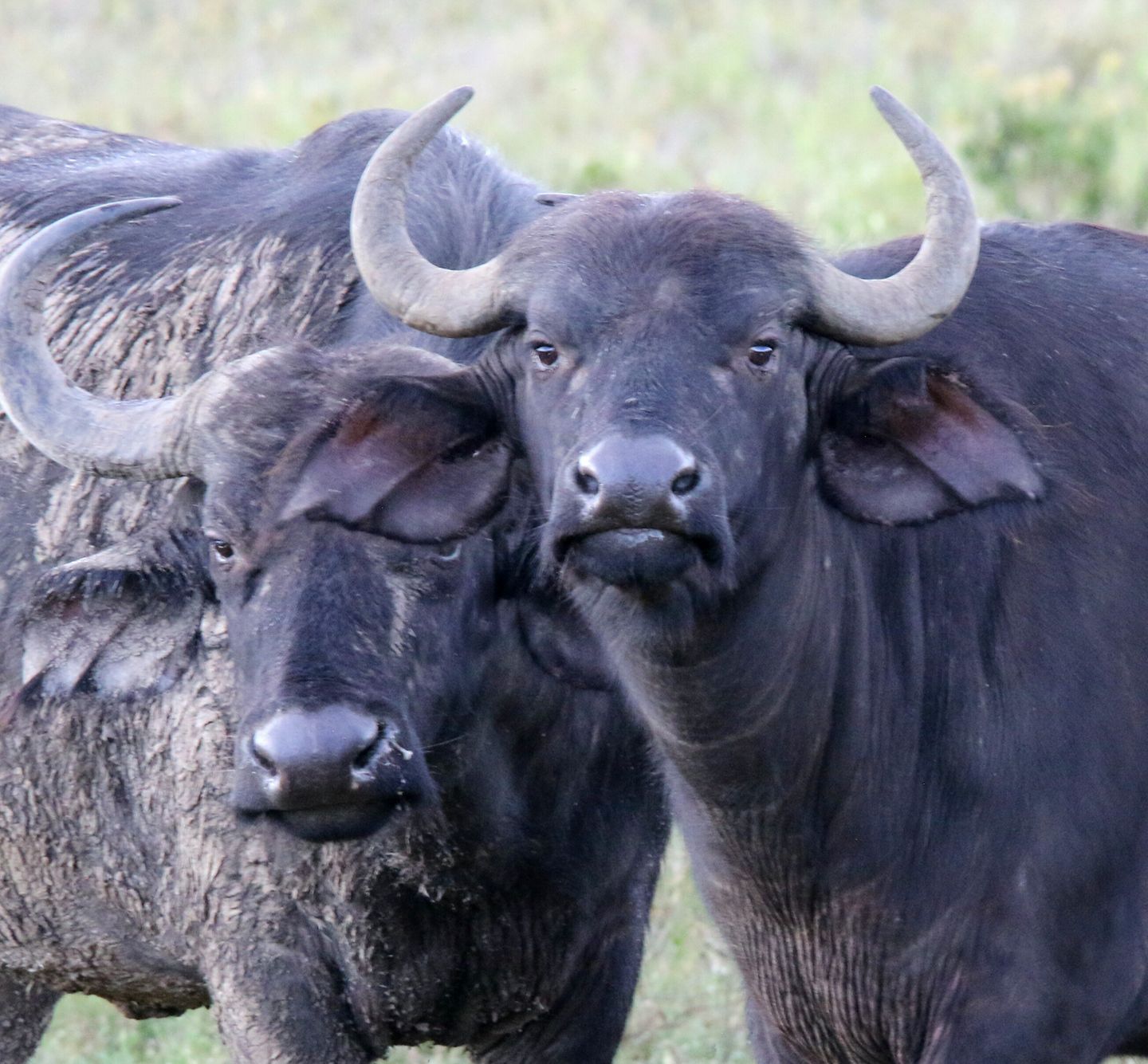 Kigio Wildlife Conservancy - Image 5